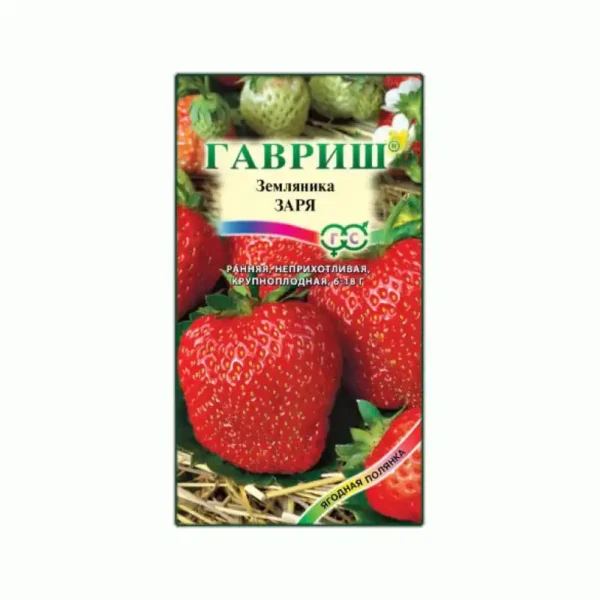 Саженцы клубники заря