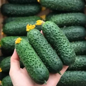 Огурцы Кураж рассада в Самаре
